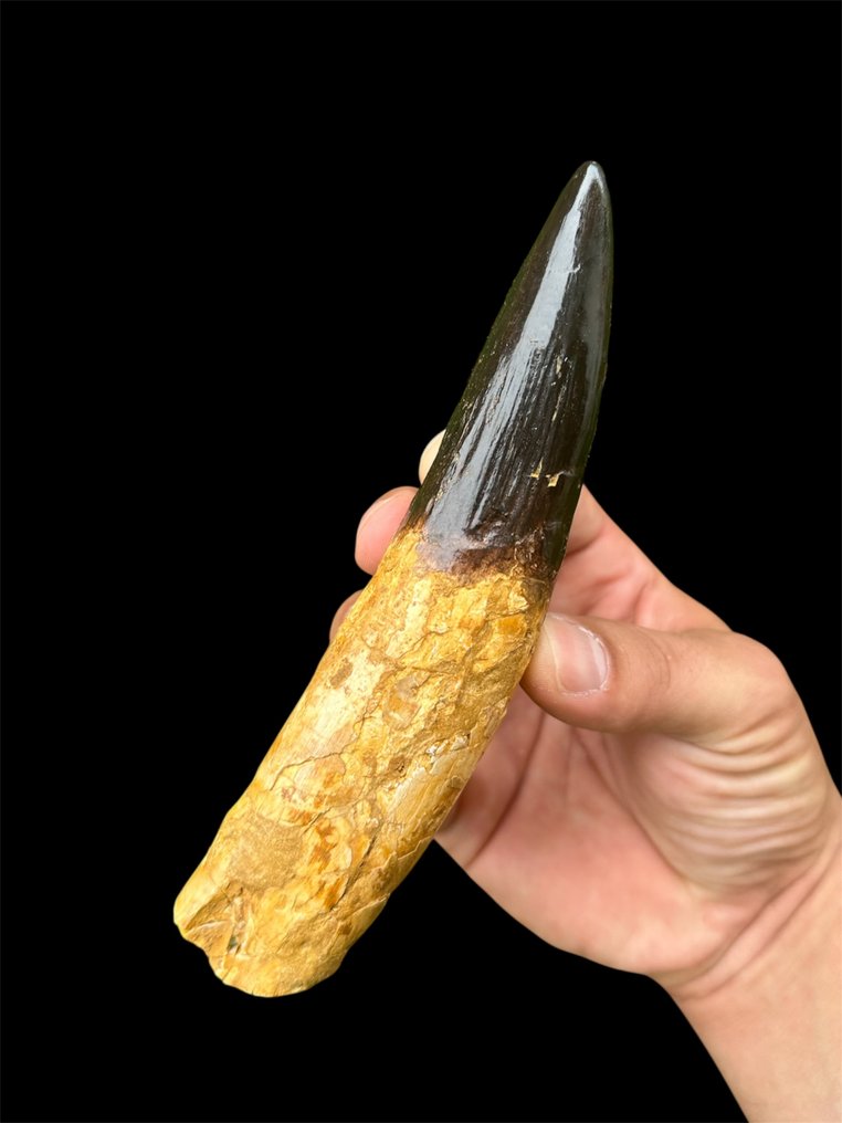 Μεγάλος ριζωμένος δόντι. - Απολιθωμένο δόντι - Spinosaurus Aegyptiacus - 16.5 cm - 3.5 cm #4.3