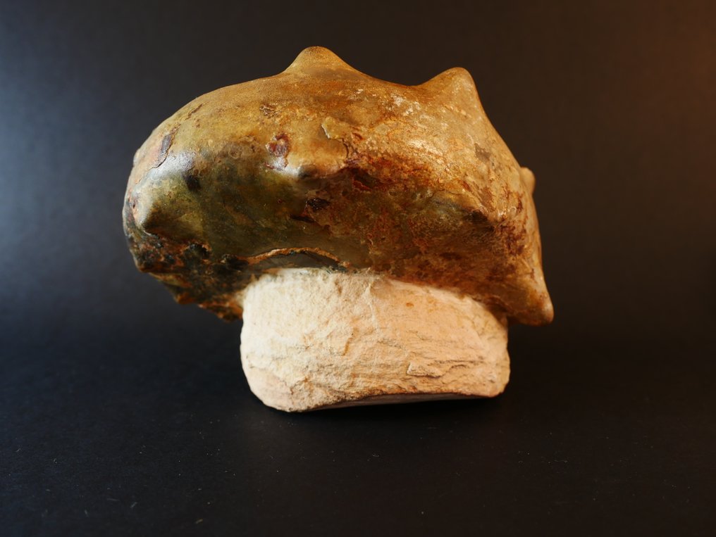 Ammonite - Fossilised animal - Mammites nodosoides - 13 cm #4.3