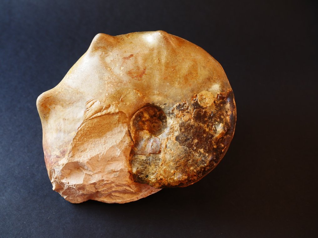 Ammonite - Fossilised animal - Mammites nodosoides - 13 cm #3.2