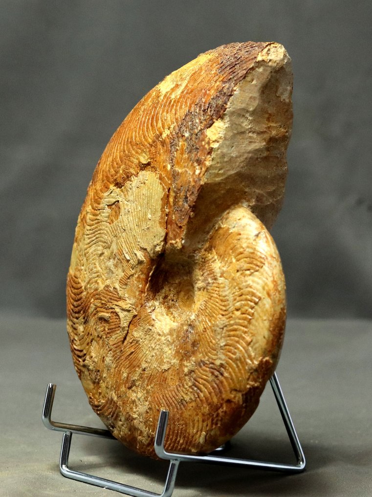 Ammonite fine - Con 2 lati puliti - Specie non comune - Animale fossilizzato - Harpoceras subplanatum ( 18.8 cm ) #1.0
