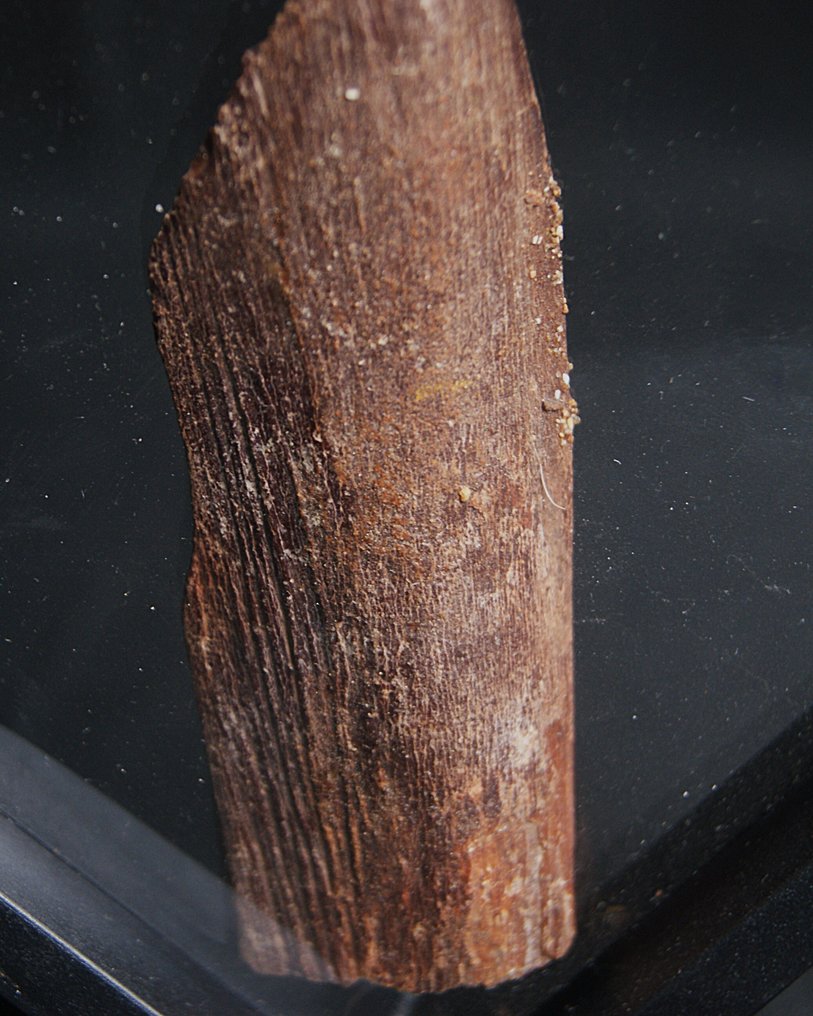 Fisk - Fossilt kranium - Craneo de Mawsonia  (Ingen mindstepris) #2.1