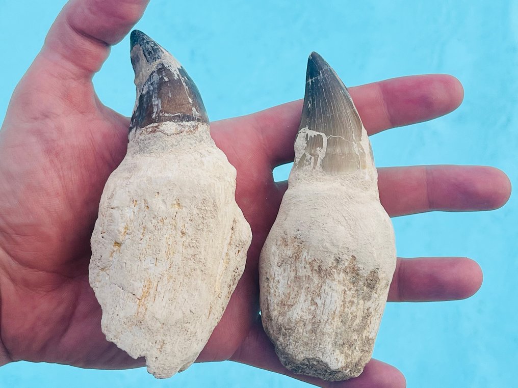 沧龙 - 牙齿化石 - Prognathodon sp. / Mosasauridae indet. - 12,5 cm - 5,7 cm #1.0