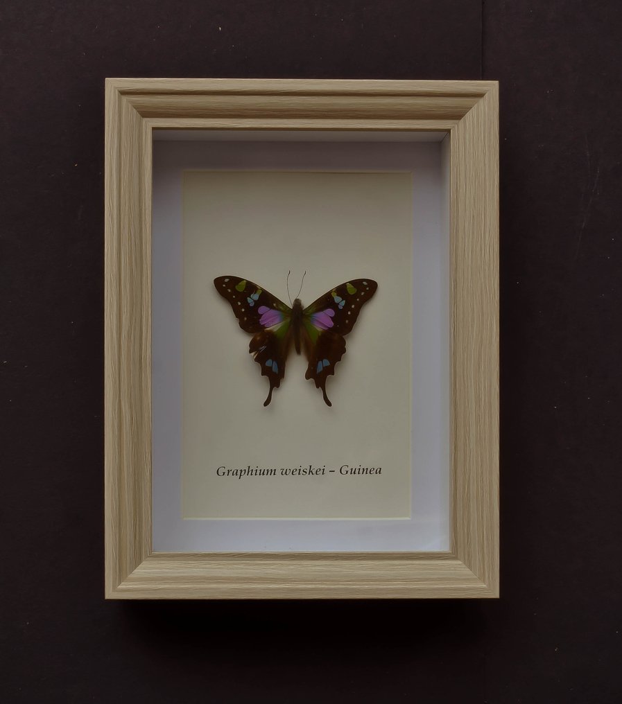 Farfalla Allestimento tassidermico a corpo intero - Graphium weiski - 20.5 cm - 15.5 cm - 4 cm - Specie non CITES #1.0