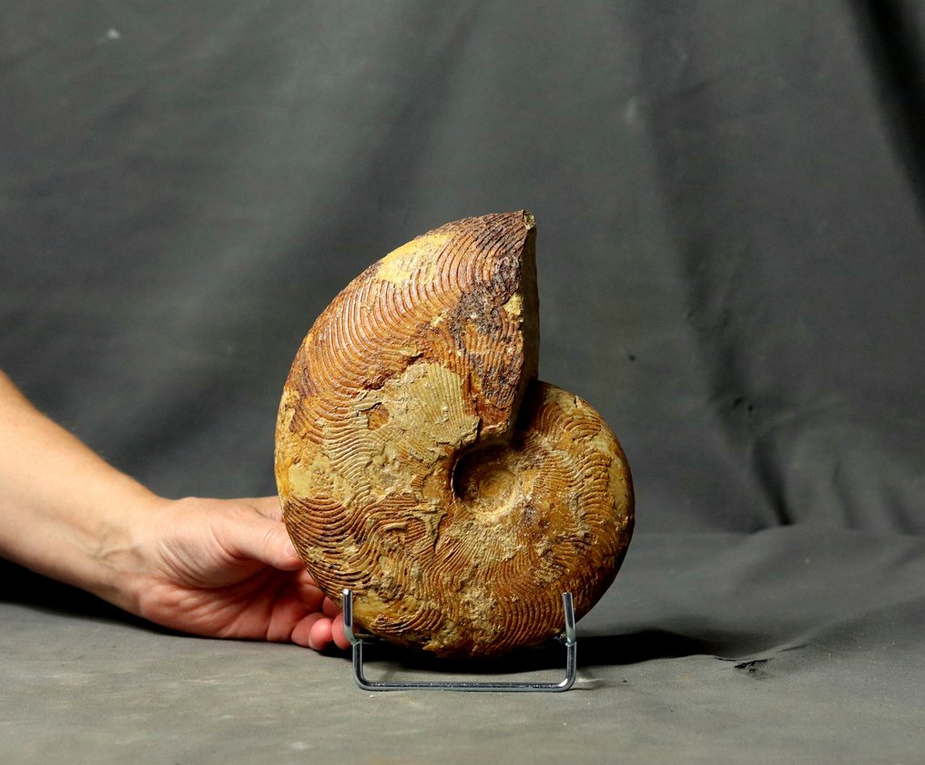 Ammonite fine - Con 2 lati puliti - Specie non comune - Animale fossilizzato - Harpoceras subplanatum ( 18.8 cm ) #1.0