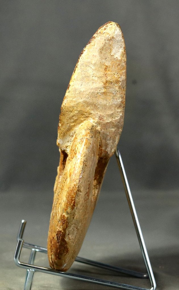 Ammonite fine - Con 2 lati puliti - Specie non comune - Animale fossilizzato - Harpoceras subplanatum ( 18.8 cm ) #2.1