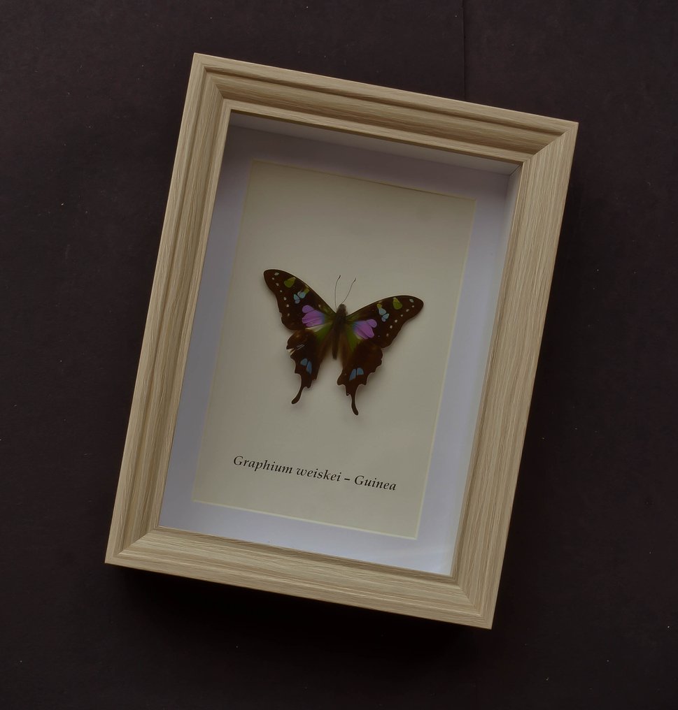 Farfalla Allestimento tassidermico a corpo intero - Graphium weiski - 20.5 cm - 15.5 cm - 4 cm - Specie non CITES #2.1
