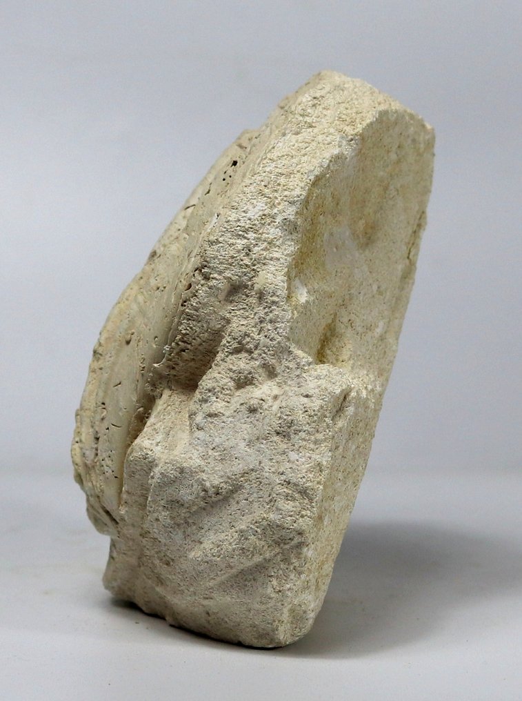 Όμορφο και διακοσμητικό απολίθωμα κοχύλι - αυτόνομο. - Απολιθωμένο ζώο - Gigantopectens restitutensis - 15 cm #3.2