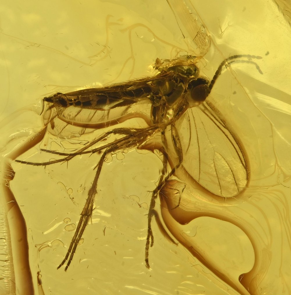 Ambre baltique - avec inclusion détaillée d'insectes Sciaridae (mouche des champignons) fossilisés. - Cabochon fossilisé (Sans prix de réserve) #1.0