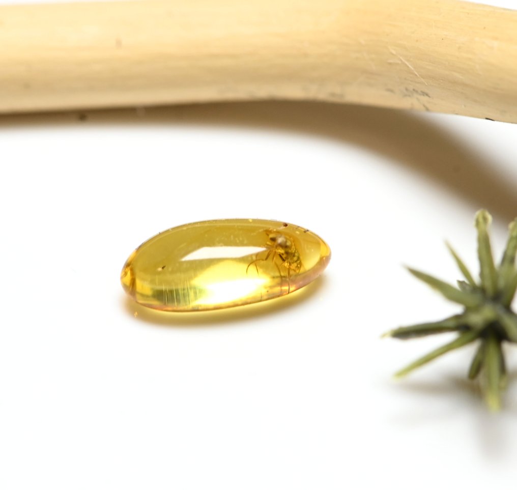 Baltic Amber - with Detailed Dolichopodidae (Long Legged Fly), fossil insect inclusion - Fossil cabochon  (No Reserve Price) #4.3