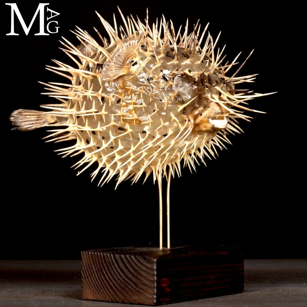 Pufferfish on Wood and Brass Base Allestimento tassidermico a corpo intero - Family Tetraodontidae - 230 mm - 220 mm - 140 mm #4.3