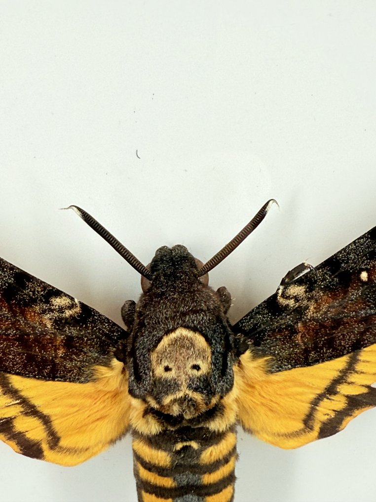 Doodshoofdvlinder Täytetyn eläimen koko kehon jalusta - cherontia atropos - 18 cm - 18 cm - 4 cm - Ei-CITES-kohde - 1 #2.1