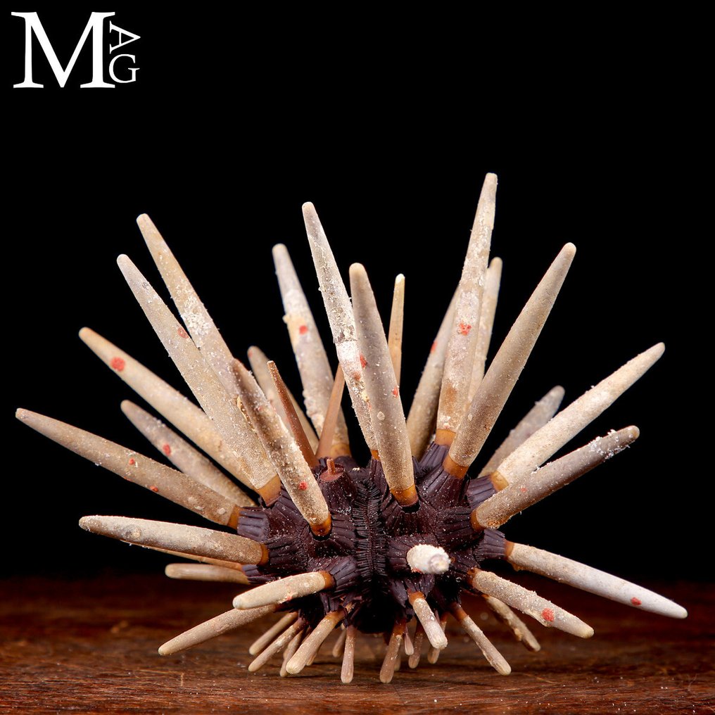 Riccio di Mare Imperiale - Phyllacanthus Allestimento tassidermico a corpo intero - Sea Urchin > Phyllacanthus Imperialis - 210 mm - 180 mm - 160 mm #2.1