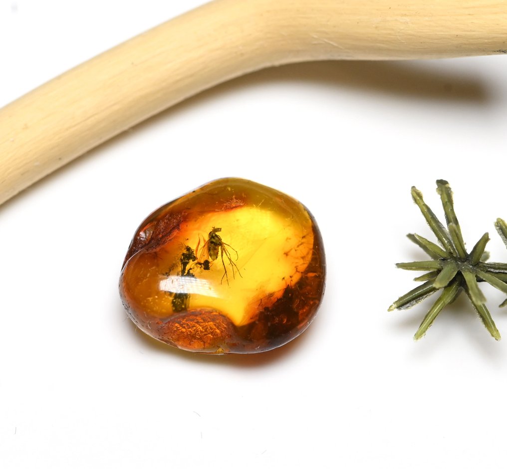 Baltisk bärnsten - med detaljerad Dolichopodidae (långbensflugor), fossilinsekt inkluderad. - Fossil cabochon (Utan reservationspris) #2.1