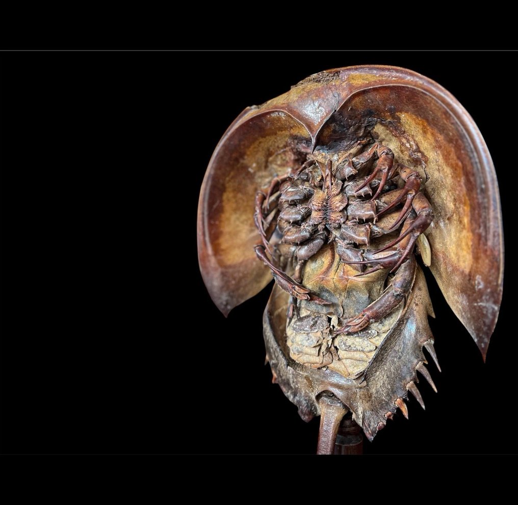 鱟 甲殼 - Limulus Polyphemus - 67.5 cm - 29 cm - 20 cm - 非《瀕臨絕種野生動植物國際貿易公約》物種 - 1 #2.1