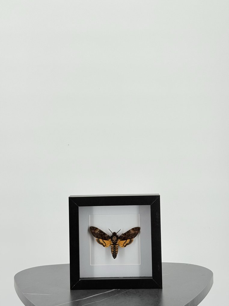 Doodshoofdvlinder Täytetyn eläimen koko kehon jalusta - cherontia atropos - 18 cm - 18 cm - 4 cm - Ei-CITES-kohde - 1 #3.2