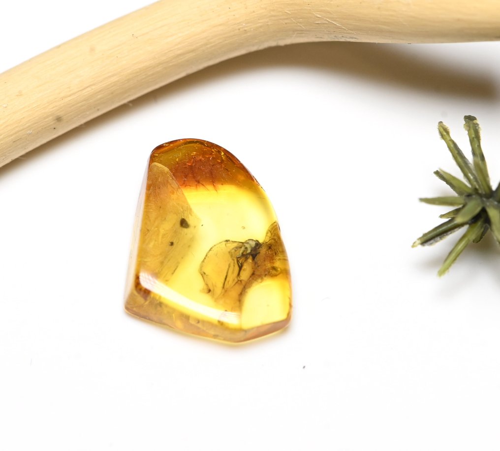 Baltic Amber - with Detailed Phoridae (Scuttle Fly), fossil insect inclusion - Fossil cabochon  (No reserve price) #2.1