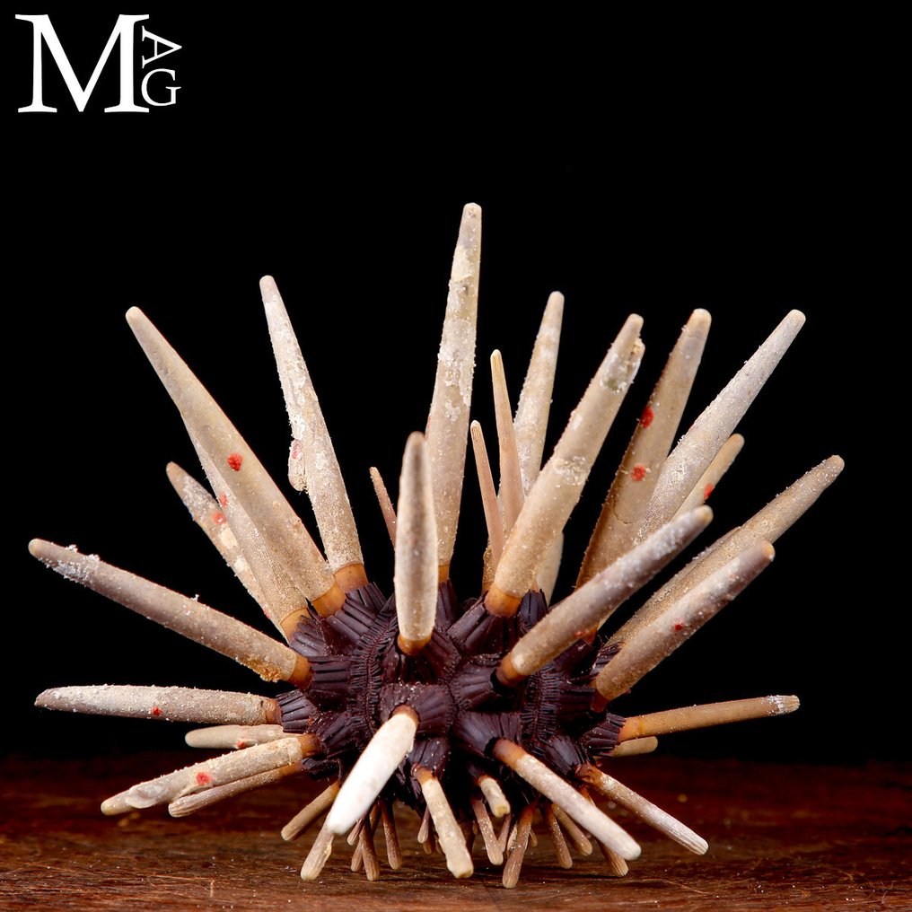 Riccio di Mare Imperiale - Phyllacanthus Allestimento tassidermico a corpo intero - Sea Urchin > Phyllacanthus Imperialis - 210 mm - 180 mm - 160 mm #4.3