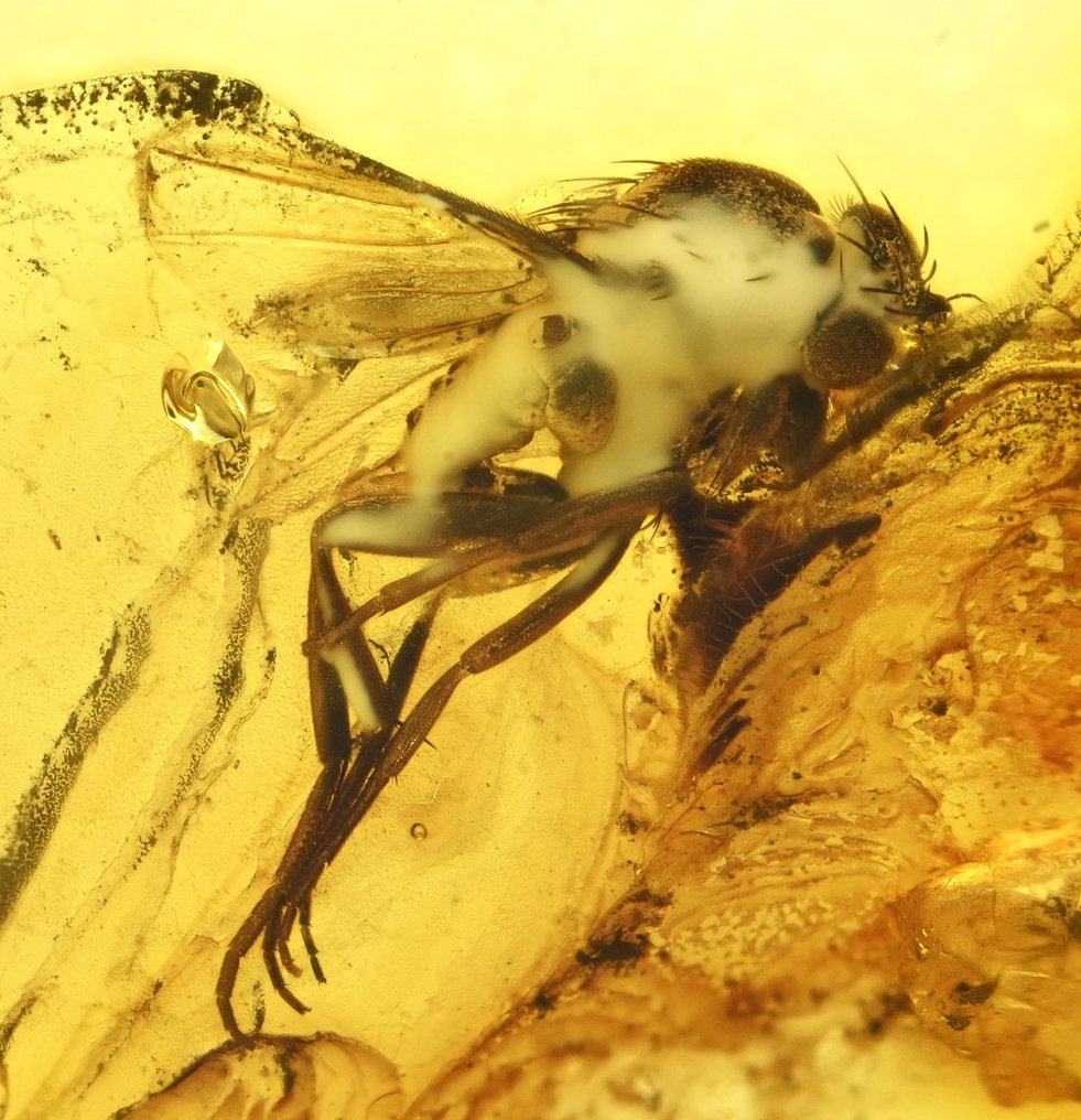 Baltic Amber - with Detailed Phoridae (Scuttle Fly), fossil insect inclusion - Fossil cabochon  (No reserve price) #1.0