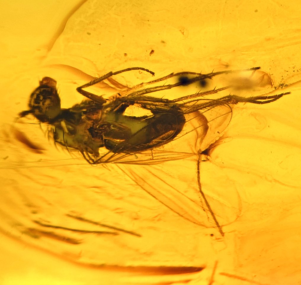 Βαλτική ρητίνη - με λεπτομερή περιγραφή των Dolichopodidae (Μακριά Πόδια Μύγα), περιλαμβάνει - Απολιθωμένο cabochon  (χωρίς τιμή ασφαλείας) #1.0