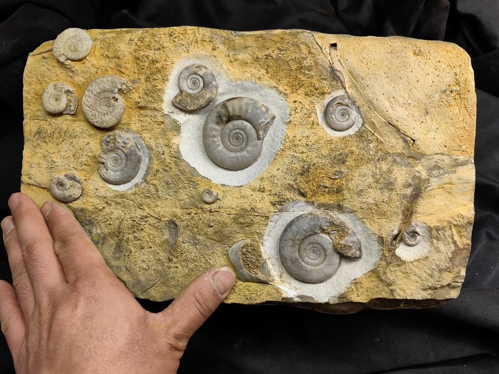 Groupe de fossiles d'ammonites - Animal fossilisé - 30 cm #3.2