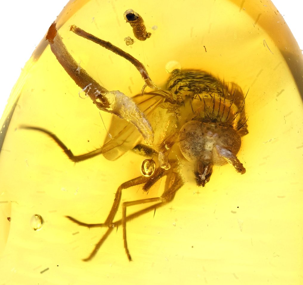 Baltic Amber - with Detailed Dolichopodidae (Long Legged Fly), fossil insect inclusion - Fossil cabochon  (No Reserve Price) #1.0