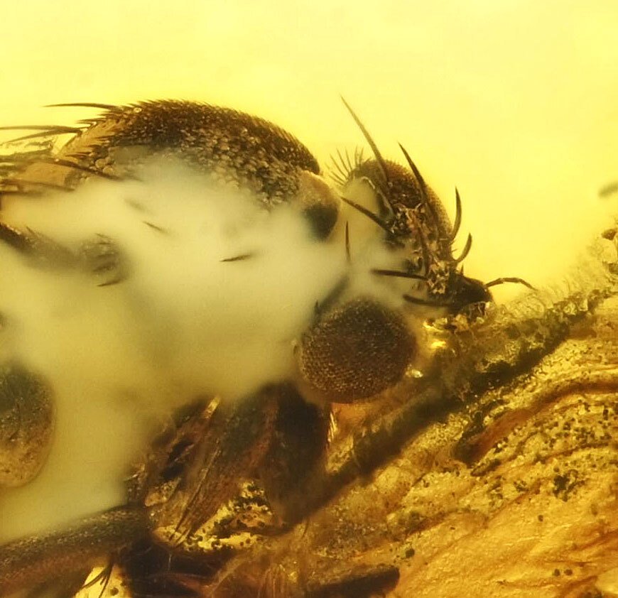 Baltic Amber - with Detailed Phoridae (Scuttle Fly), fossil insect inclusion - Fossil cabochon  (No reserve price) #1.0