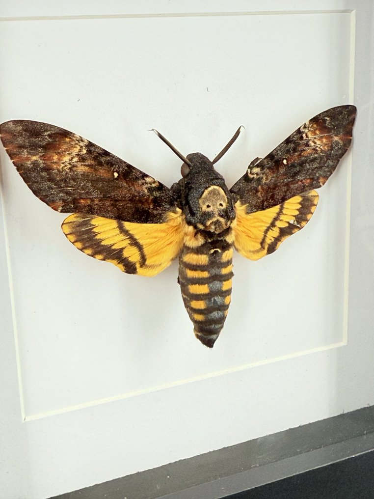 Doodshoofdvlinder Täytetyn eläimen koko kehon jalusta - cherontia atropos - 18 cm - 18 cm - 4 cm - Ei-CITES-kohde - 1 #1.0