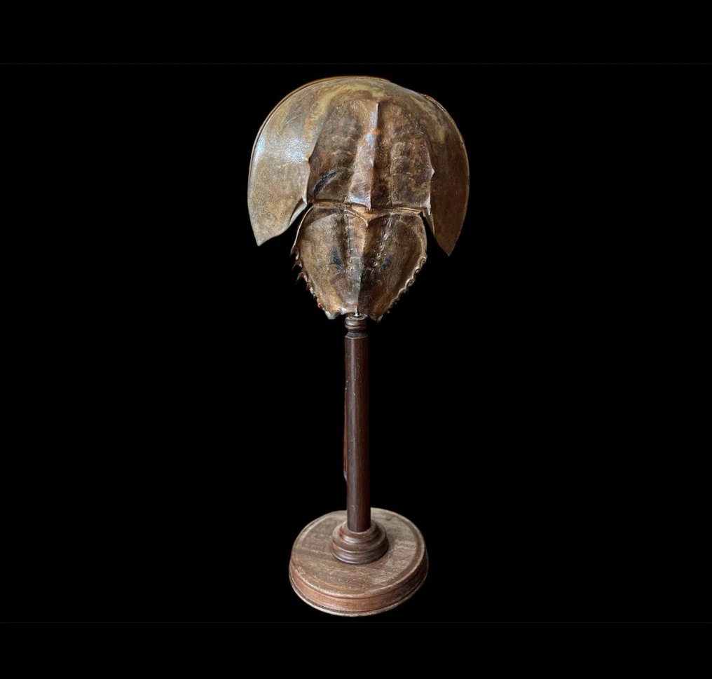 鱟 甲殼 - Limulus Polyphemus - 67.5 cm - 29 cm - 20 cm - 非《瀕臨絕種野生動植物國際貿易公約》物種 - 1 #1.0