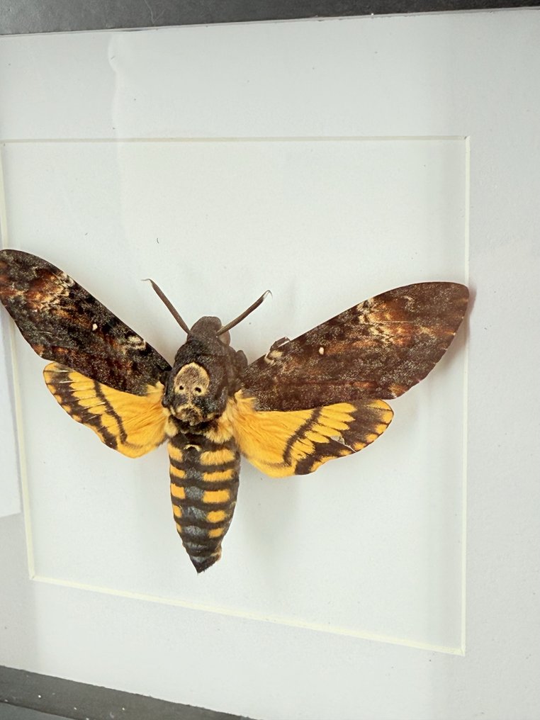 Doodshoofdvlinder Täytetyn eläimen koko kehon jalusta - cherontia atropos - 18 cm - 18 cm - 4 cm - Ei-CITES-kohde - 1 #1.0