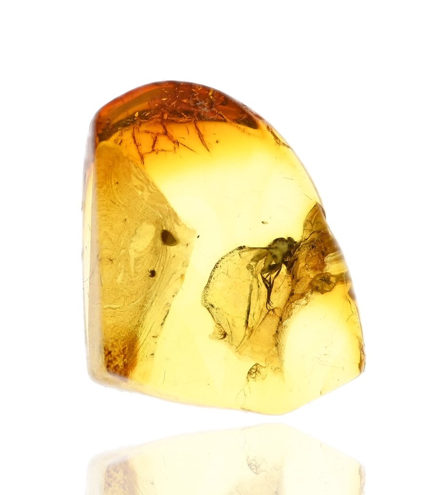 Baltic Amber - with Detailed Phoridae (Scuttle Fly), fossil insect inclusion - Fossil cabochon  (No reserve price) #4.3
