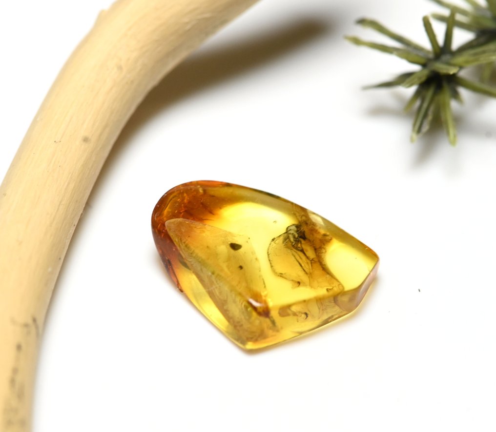 Baltic Amber - with Detailed Phoridae (Scuttle Fly), fossil insect inclusion - Fossil cabochon  (No reserve price) #3.2