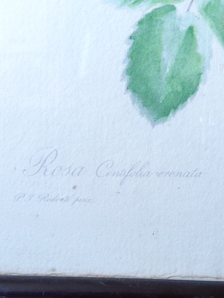 Rosa centifolia erenata - P.J Redoute - 1900 #1.0