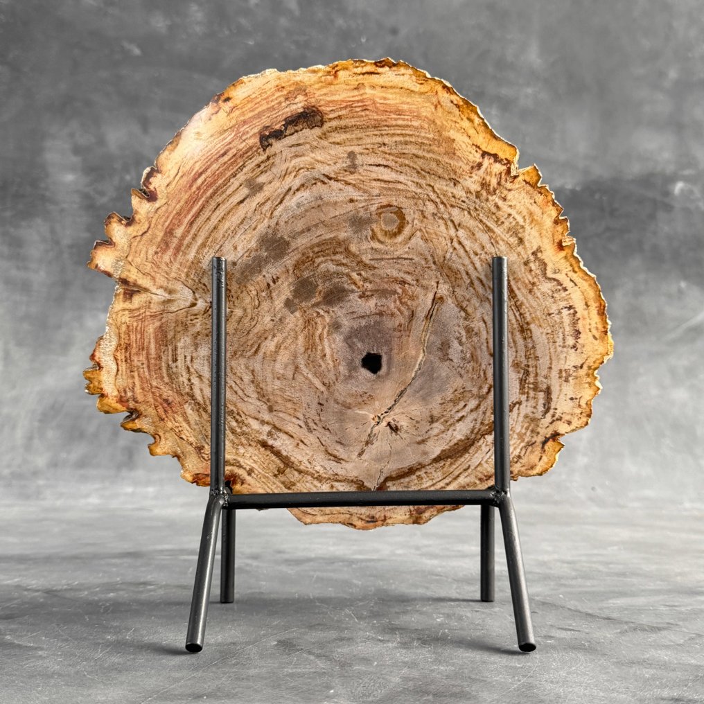 Stunning Slice of Petrified Wood on a custom stand - Fossilised wood - 29 cm - 28.5 cm (No Reserve Price) #1.0