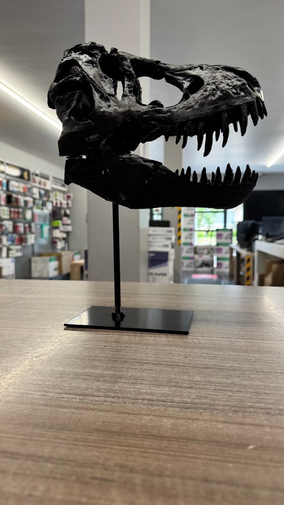Τυραννόσαυρος Ρεξ Κρανίο σε βάση - T-Rex - 31 cm - 24 cm - 10 cm #1.0