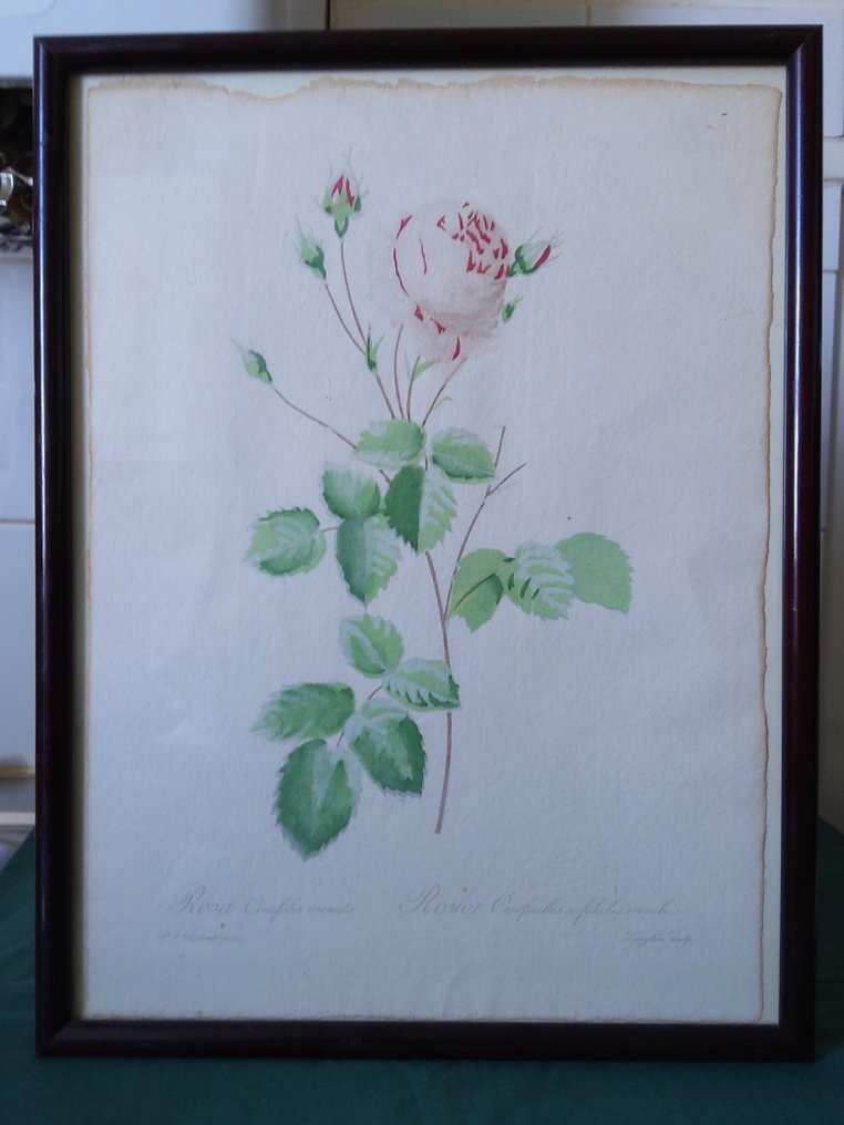 Rosa centifolia erenata - P.J Redoute - 1900 #1.0