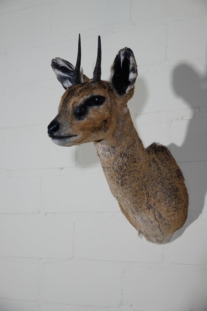 Klipspringer Allestimento tassidermico a parete - Oreotragus oreotragus - 21 cm - 30 cm - 38 cm - non-CITES species #2.1