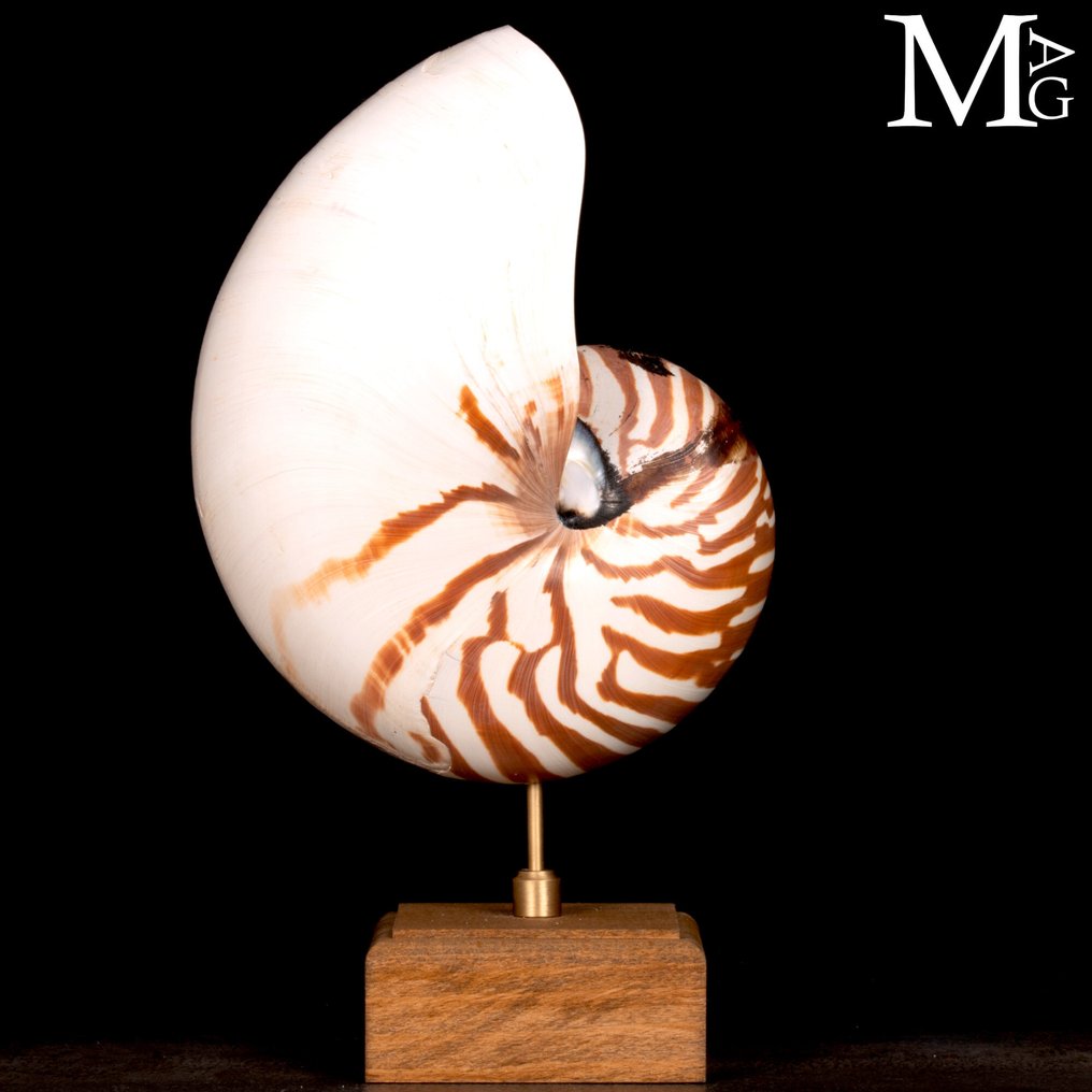 Nautilus σε ξύλινη βάση. Κοχύλι - Nautilus Pompilius 185mm #3.2