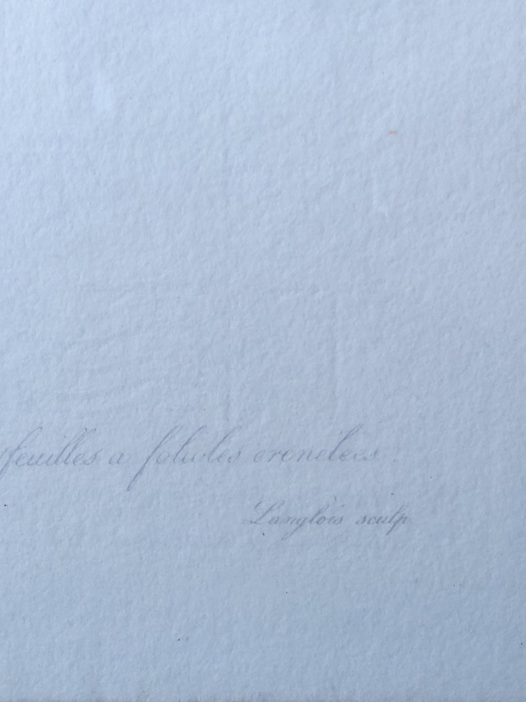 Rosa centifolia erenata - P.J Redoute - 1900 #2.1