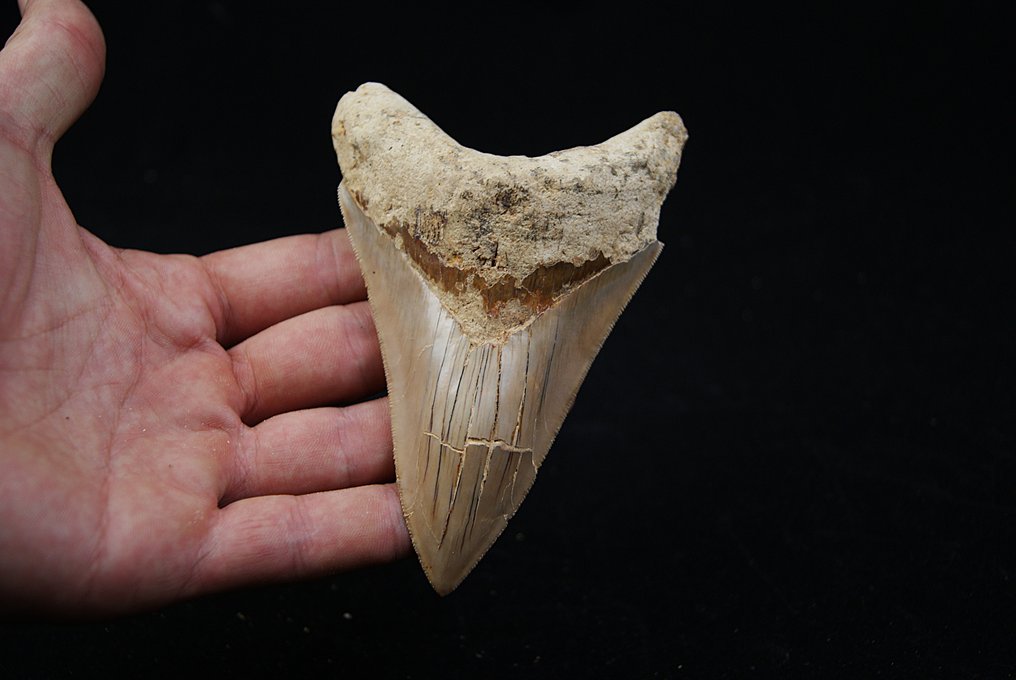 Megalodón - Diente fósil - Otodus Megalodon #2.1