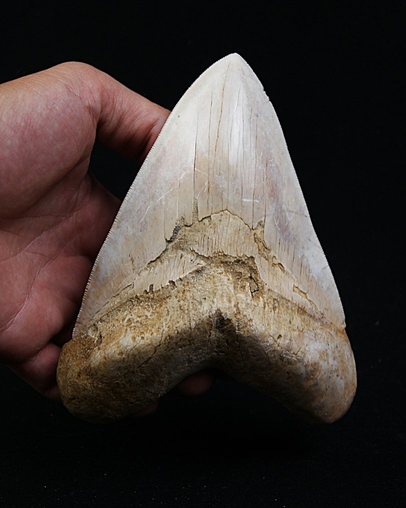 Megalodon - Dente fóssil - Enorme Megalodon - 15.3 cm #1.0