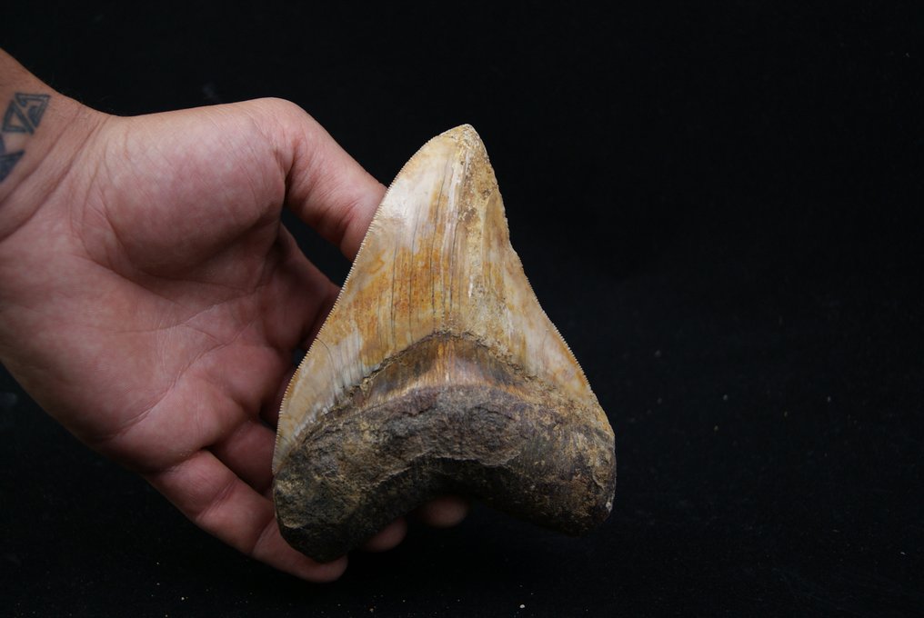 Megalodon - Fossil tooth - Otodus Megalodon #1.0
