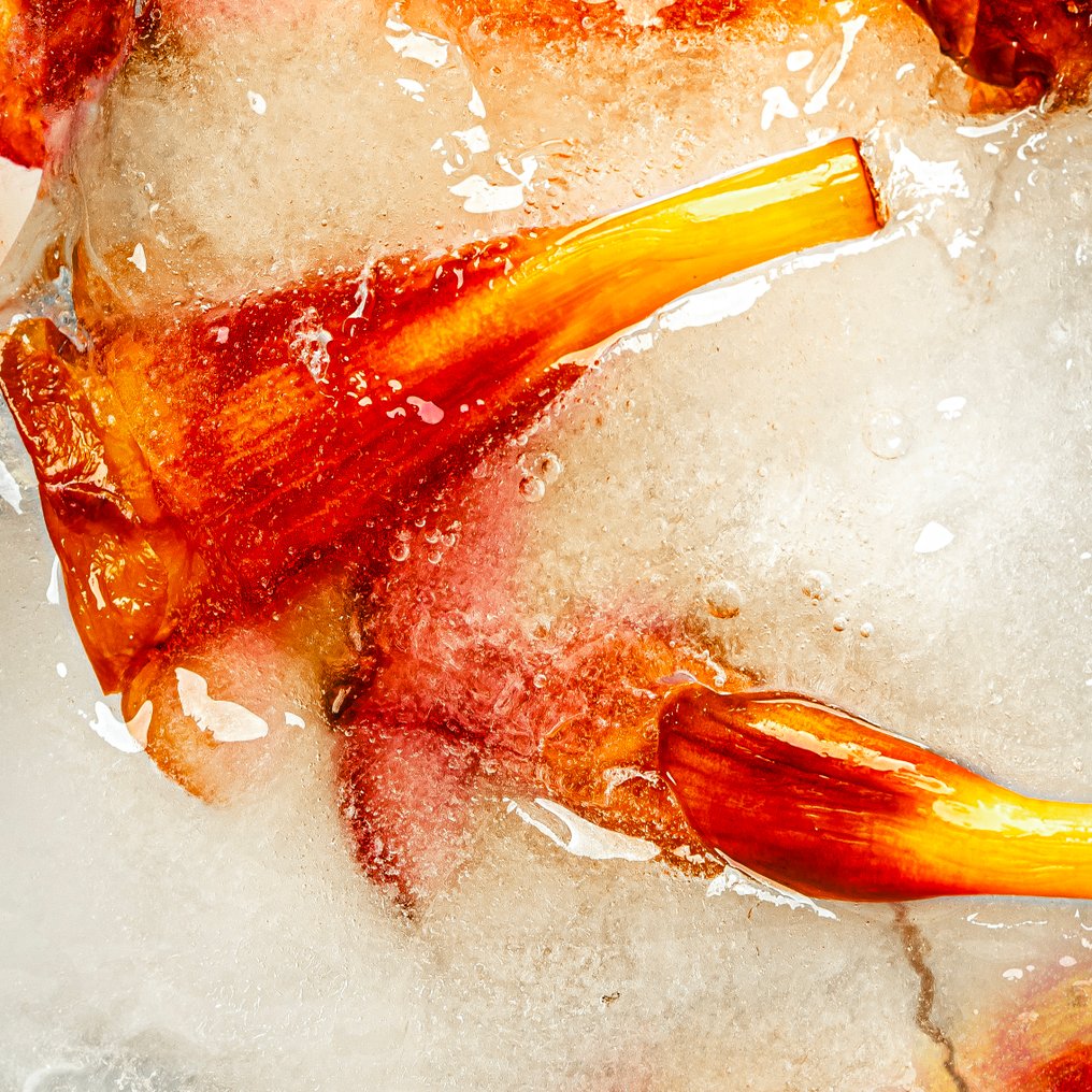 Elena Paraskeva - Cryoflora #1 #1.0