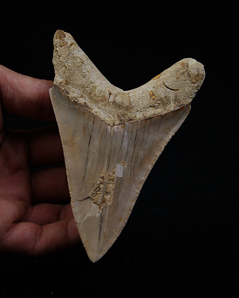 Megalodón - Diente fósil - Otodus Megalodon #3.2