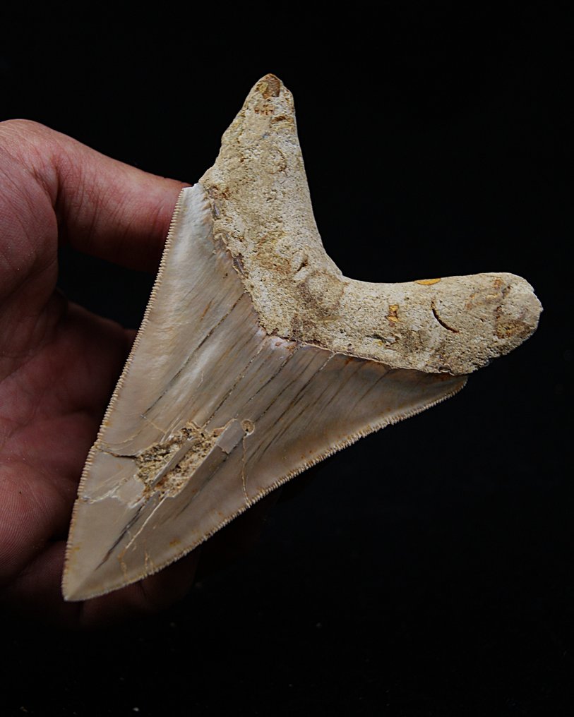 Megalodón - Diente fósil - Otodus Megalodon #4.3