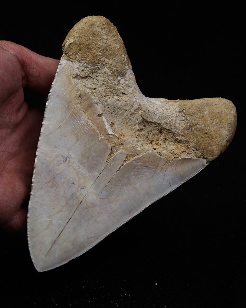 Megalodon - Dente fóssil - Enorme Megalodon - 15.3 cm #4.3