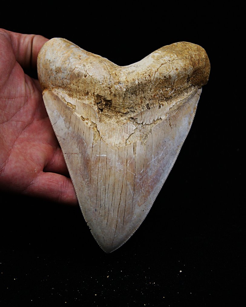 Megalodon - Dente fóssil - Enorme Megalodon - 15.3 cm #1.0