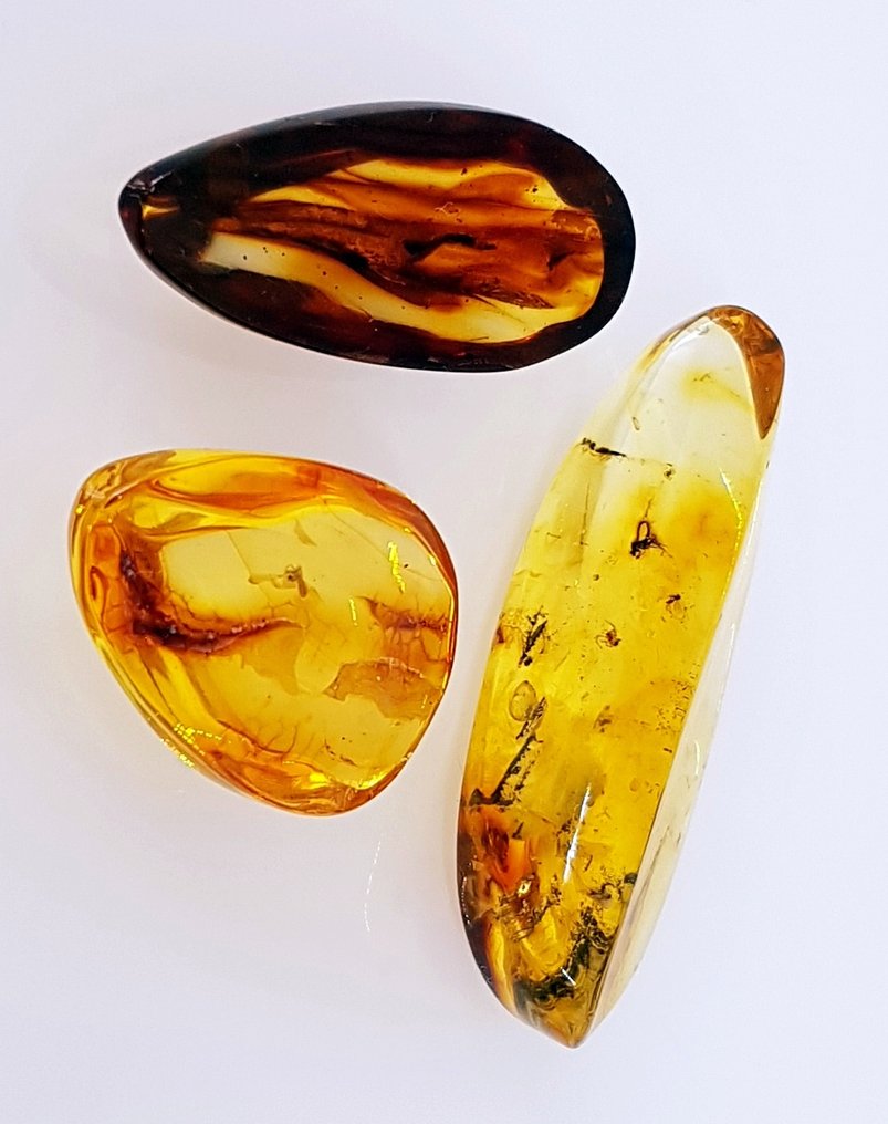 3块天然化石波罗的海琥珀石，带昆虫包裹——美丽的博物馆级别 - 琥珀 #1.0