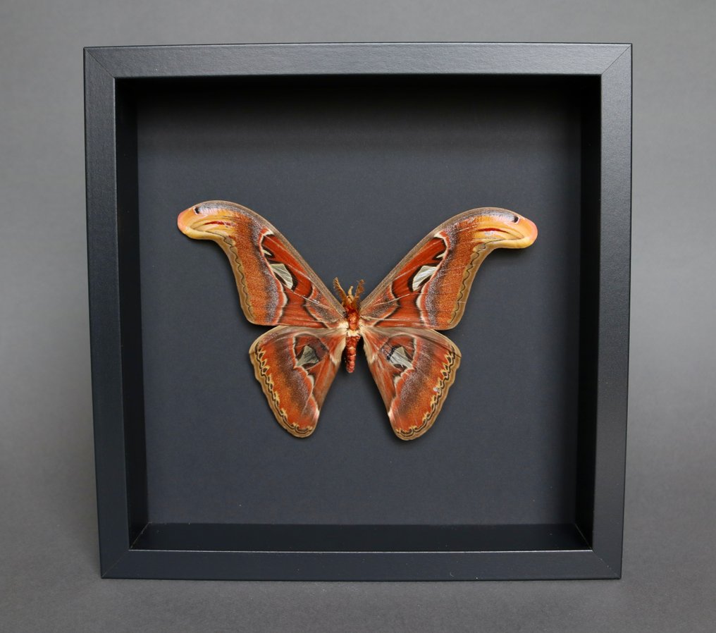 蝴蝶 动物标本剥制全身支架 - Attacus atlas - 25 cm - 25 cm - 4 cm - 非《濒危物种公约》物种 - 1 #4.3