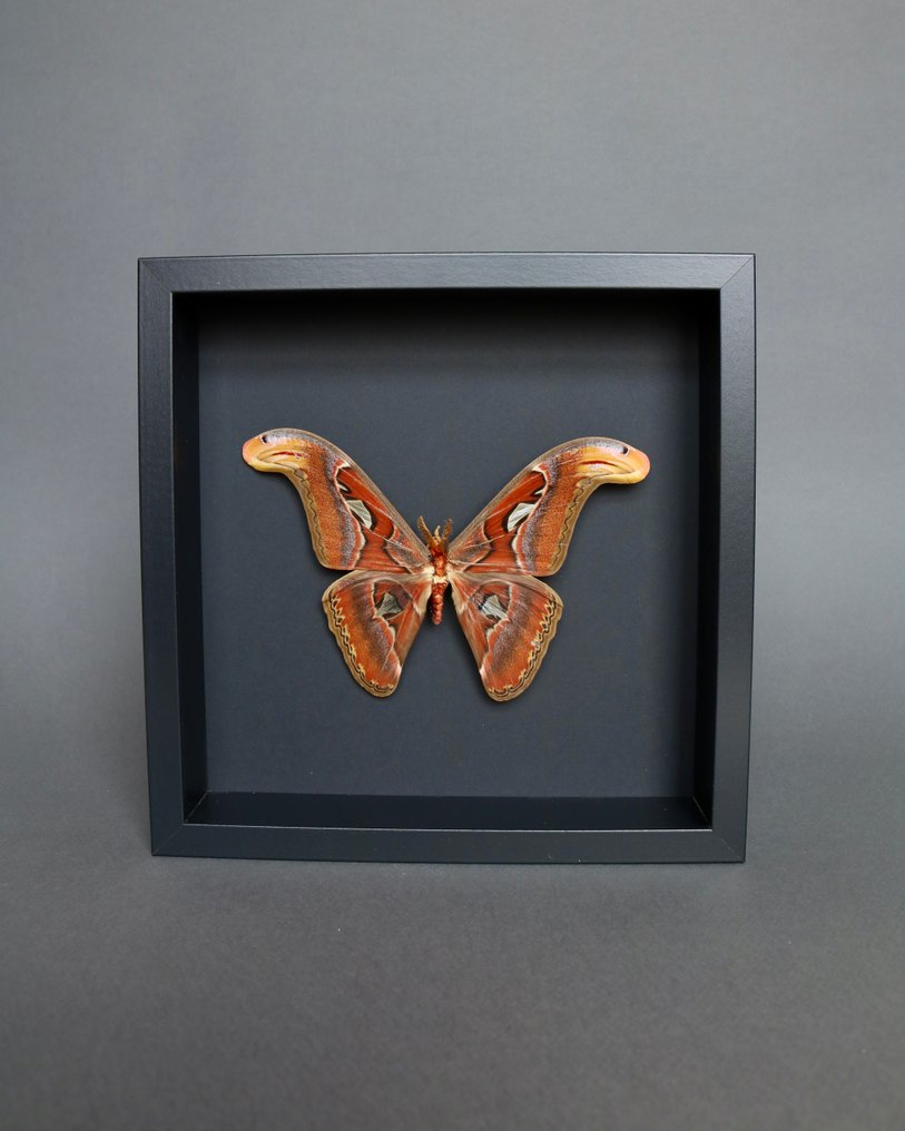 蝴蝶 动物标本剥制全身支架 - Attacus atlas - 25 cm - 25 cm - 4 cm - 非《濒危物种公约》物种 - 1 #3.2
