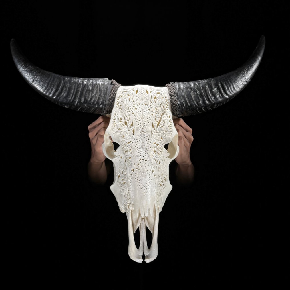 无底价 - 大型白色雕刻水牛头骨 - ketupat 图案 雕刻頭骨 - Bubalus Bubalis - 58 cm - 67 cm - 18 cm- 非《瀕臨絕種野生動植物國際貿易公約》物種 #2.1